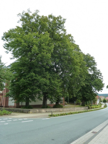 Bild 1 von 6 Linden an der Wallfahrtskapelle